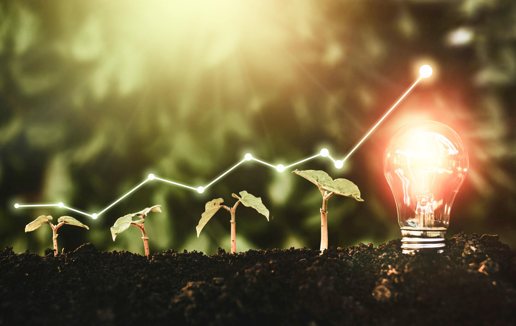 ベンチャー投資・育成